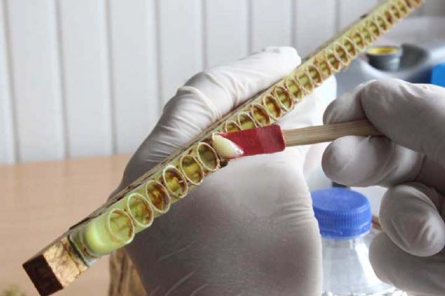 Arclar ar stn elde etmek iin kovanlarn 3 gruba ayryor. Bir grup kovanlarda lavra retimi yaplrken, dier ksmda ise yumurta transferi yaplyor ve nc gruptan ise sam ilemi gerekleiyor. 