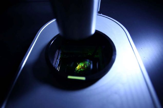 Aratrma ekibi, gelecek  yl iinde pankreas retmeyi planladklarn, daha sonra ise hedeflerinin bbrek olduunu belirtti. 