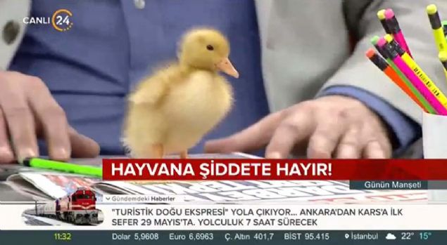 zellikle son zamanlarda hayvana iddet haberlerinin ska yer ald ekranlarda, masum ve sevimli bir rdek yavrusu hayvan sevgisinin nemini tekrar hatrlatt...      