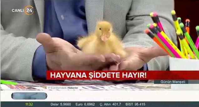 Sevimli kk bir rdek yavrusu canl yayna konuk oldu.      
