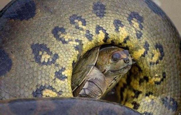 Kaplumbaann dev ylana yem olmamak iin verdii hayat mcadelesi saniye saniye fotorafland. 