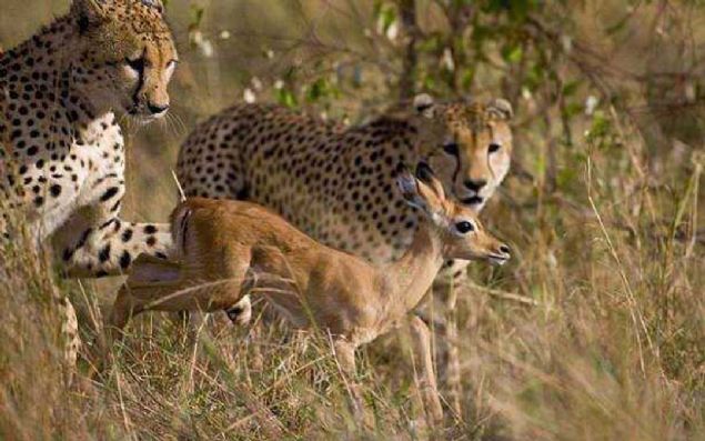mpalann bu sra d davran karsnda leopar da ilgin bir tavr taknarak normalde ldrmesi gereken hayvanla oyun oynuyor... 