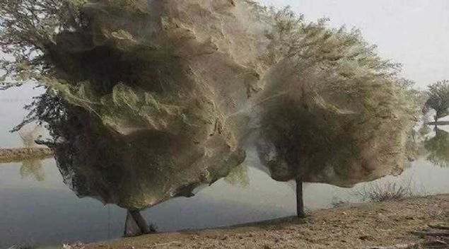 Sel felaketinde canlarn kurtarmak isteyen rmcekler aalar igal edince... 