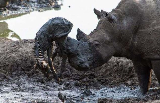 amura saplanm zebra yavrusu kurtarmak isteyen su aygr zebray boynuzlaryla havaya kaldrarak amurdan kurtaryor fakat... 