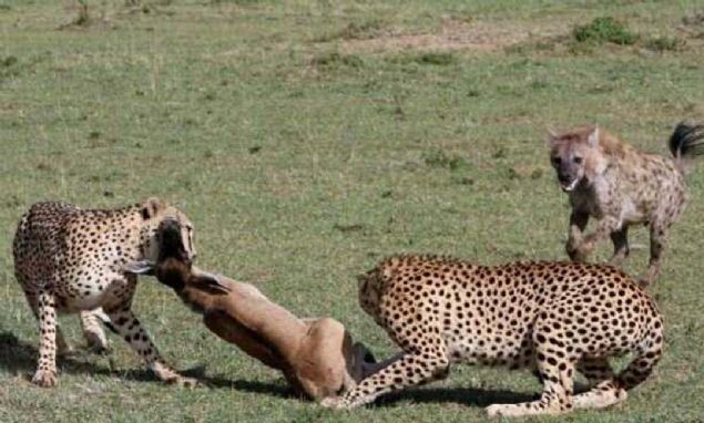 talarn yakalad yavru antilobun son anlarn yaad dnlrken beklenmedik bir ey oldu. 