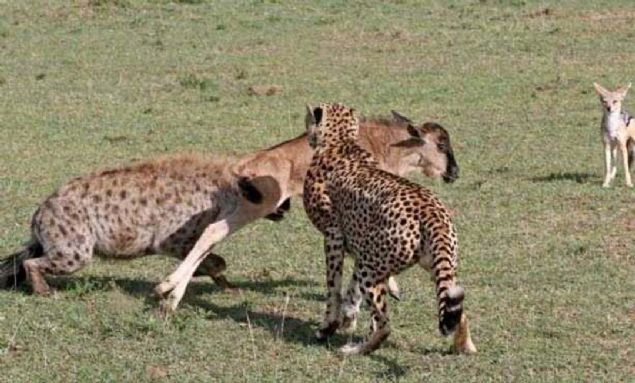 Srtlanlar yavruyu kapmak iin talara saldrd. 