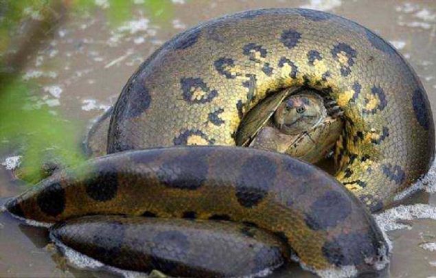 Bir gletin iinde anakonda kaplumbaay kskvrak yakalad. 