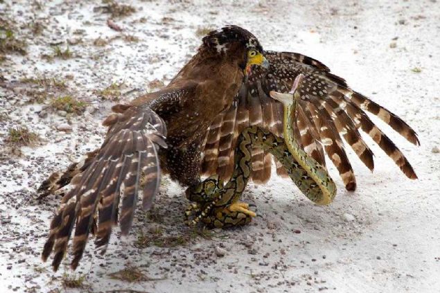 Ya ldrecekler yada lecekler, ite vahi doada yaam mcadelesi. 