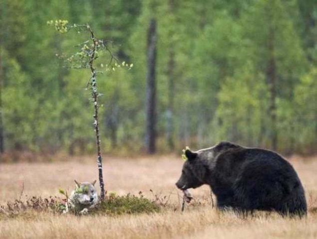 Bir ka dakikalk mcadele sonucu baarl olamayacan anlayan kurtlar ayy yalnz brakmaya karar verdi... 