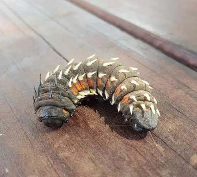 mparator Lahana aac trtl 