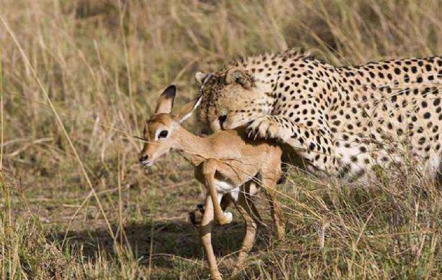 ngiliz ve Amerikal konuklaryla safari yaparken olay filme alan 31 yandaki Estiaan Houy, bunca yllk rehberlik hayatnda byle bir eye hi rastlamadn sylyor... 