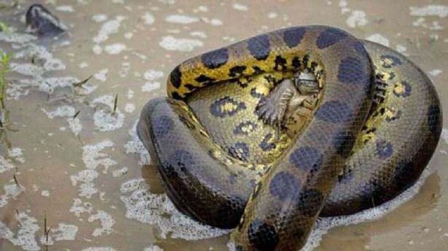 Ylan kaplumbaay etkisiz hale getirmek iin birka dakika sresince gvdesinde sktrd. 