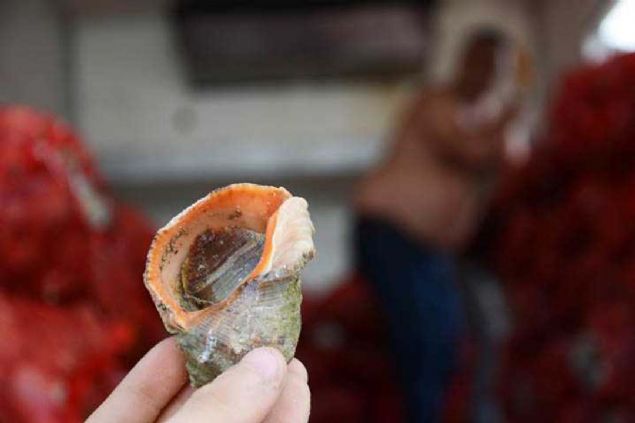 Akakoca Su rnleri Kooperatifi Bakan Mustafa Karaka, balklarn avlanmann olmad dnemde salyangoz avcl yaptn syledi. 