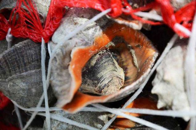 Trkiye'ye ciddi anlamda getirisi var. Salyangoza rabet ok. Burada iyi bir salyangoz avcl yapyoruz. Avclk uzun bir sre devam edecek. Yaz aynda baka avclk olmad iin srekli bu ii yapacaz. Ocak ayna kadar bu i devam edecek.' 