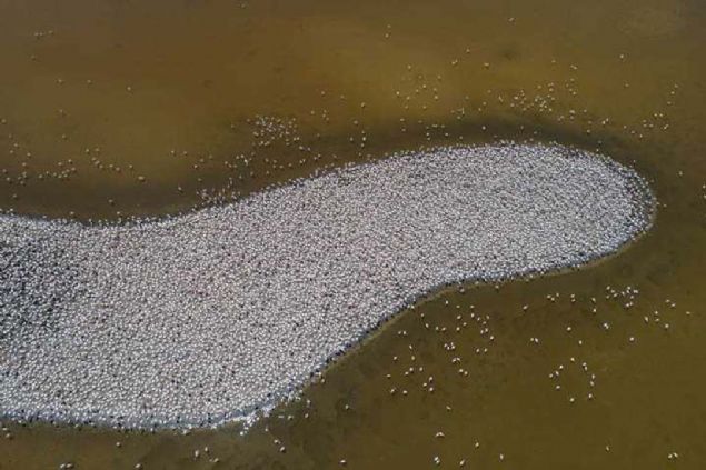 Flamingolar�n yuva yaparken zorluk ya�amamas� i�in may�s ay�nda ba�layan kulu�ka sezonu �ncesi b�lgedeki �al��malar da tamamland�. Flamingo �iftleri i�in haz�r hale getirilen kulu�ka adas� �imdi binlerce flamingoya ev sahipli�i yap�yor. 