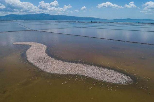 Flamingolar�n T�rkiye'deki iki �reme sahas�ndan biri olan �zmir Ku� Cenneti'nde (Gediz Deltas�), do�al kulu�ka adas�n�n dalga erozyonuyla erimesi nedeniyle 2012 y�l�nda yakla��k 6,5 d�n�m alanda yapay kulu�ka adas� olu�turuldu. 