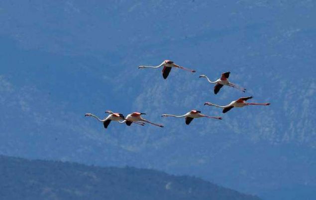 T�rkiye'de bu y�lki ku� say�mlar�nda 56 bin civar�nda flamingo say�ld�.  