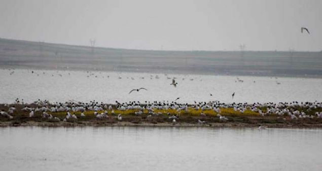 bu durumun oradaki habitat�n �ok sa�l�kl� ve do�ru korunarak y�netildi�ine i�aret etti�ini s�zlerine ekledi. 