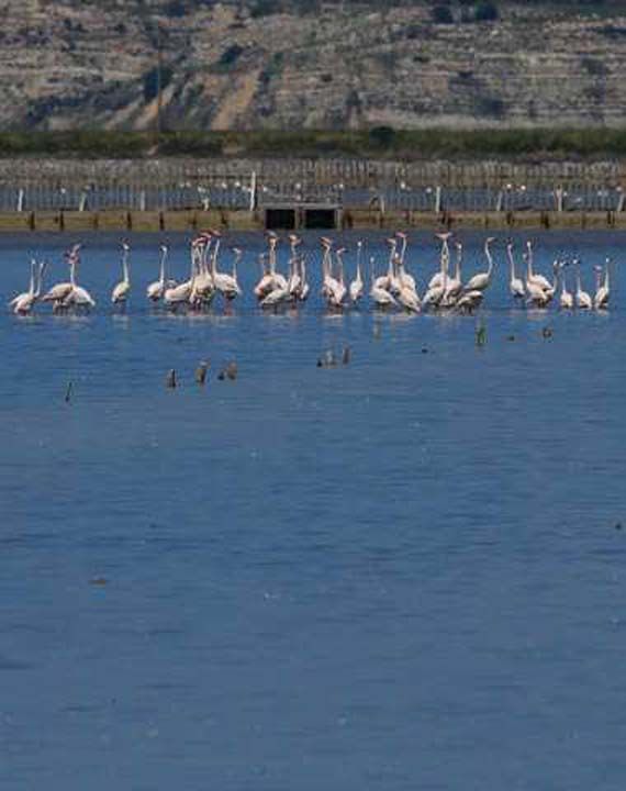 Flamingolar�n kulu�kaya yatmas� ve �o�almas� i�in belli d�nemlerde �zmir Ku� Cenneti �zerinden u�ak ge�i�inin yasakland��� da biliniyor. 