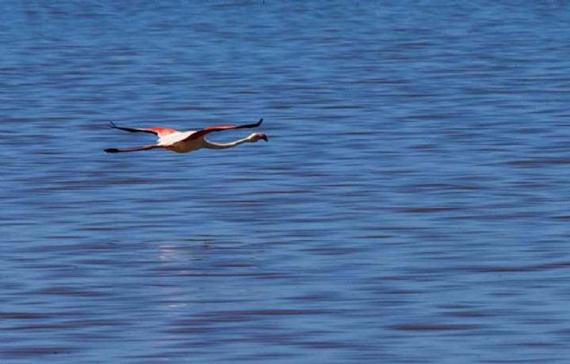 Ku�lar�n ya�am alanlar� i�in uygun bir ortama d�n��t�r�len �zmir Ku� Cenneti'nde bu y�l 20 bin yavru flamingonun d�nyaya gelmesi bekleniyor. 