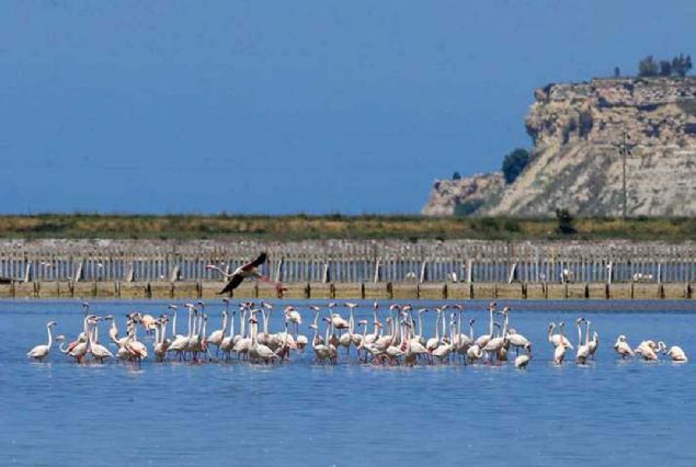 Ku�lar�n rahats�z edilmemesi i�in �zel �nlem al�nan adada bu d�nem sessizlik hakim. Kulu�kaya yatan flamingo, beslenme ihtiyac� i�in yumurtadan ayr�ld���nda bu g�revini k�sa s�reli�ine �iftine devrediyor. 