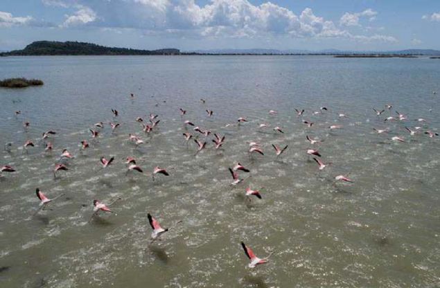 Flamingolar�n yumurtlamas� i�in 6 bin 500 metrekare b�y�kl���ndeki bu alan �u an tam kapasite dolu... 