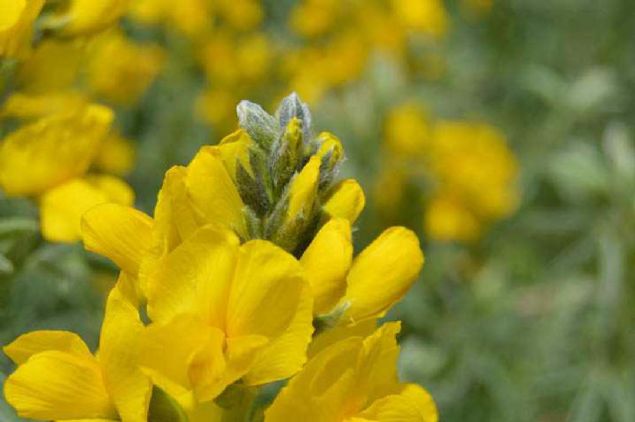 Afyonkarahisar'�n Bolvadin ve �ay il�eleri s�n�rlar�nda bulunan Eber G�l�'nde yeti�en, endemik t�rler aras�nda yer alan Eber sar�s�n� koparanlara ve ta��yanlara 60 bin lira para cezas� veriliyor.        