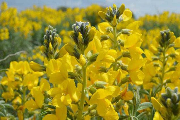 Boyu ortalama 30-85 santimetreye kadar uzuyor. Eber sar�s�, otsu ve y�ll�k �al� formunda bir �zelli�e sahip t�r�m�z...   