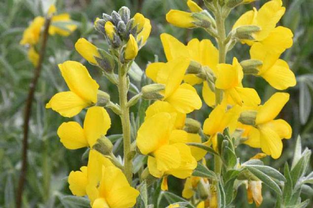 Afyonkarahisar'�n Bolvadin ve �ay il�eleri s�n�rlar�nda bulunan Eber G�l�'nde yeti�en, endemik bitki t�rleri aras�nda yer alan 'Eber sar�s�'n� koparana ve ta��yana 60 bin lira para cezas� veriliyor.        