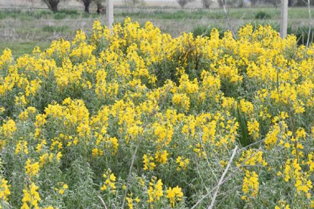 'Bitkiyi �zg�n k�lan en �nemli �zelliklerden biri de tek �i�ekten 3 meyve vermesi...   