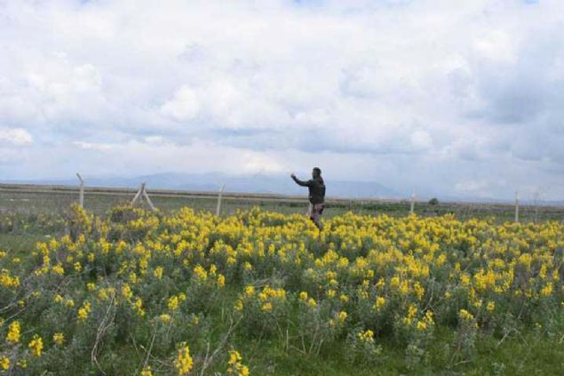 piyan bitkisi olarak da bilinen Eber sar�s�n�n 1983 y�l�nda bilim d�nyas�na tan�t�ld���n� s�yledi.        