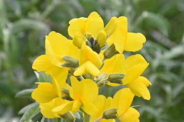 Her y�l onlarca bilim insan� ve foto�raf��, bu t�rleri foto�raflamak �zere b�lgeye geliyor.        