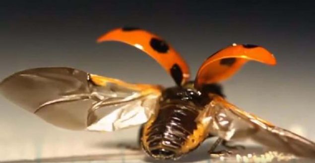 Kn kanatl familyasndan bceklerin abucak kanatlarn ap umaya baladn ve 'kusursuz bir kanat sistemleri' olduunu belirten Saito, 'Uur bceinin kanat sitemi 1000 yldr ayn kalan emsiyeleri de deitirebilir' ngrsnde bulundu.   