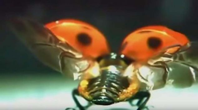 Dnyay akna eviren bcein inanlmaz zellii...   