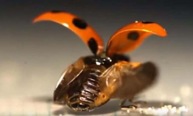 Saito ve ekibi, uur bceinin kanat yapsyla ilgili daha fazla bilgi sahibi olmak iin bcein benekli kabuunn altnda yer alan 'elytra' adl alt kanatlar yakndan incelemeyi planlyor.   