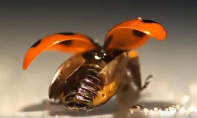 Ardndan ekibin sekreterinden trnaklara srlen fotopolimer kullanlmas tavsiyesi geldi. Bu tavsiye zerine retilen alt kanat, aratrmaclara uur bceinin kanat yapsn incelemeleri iin yeni bir kap aralad.   