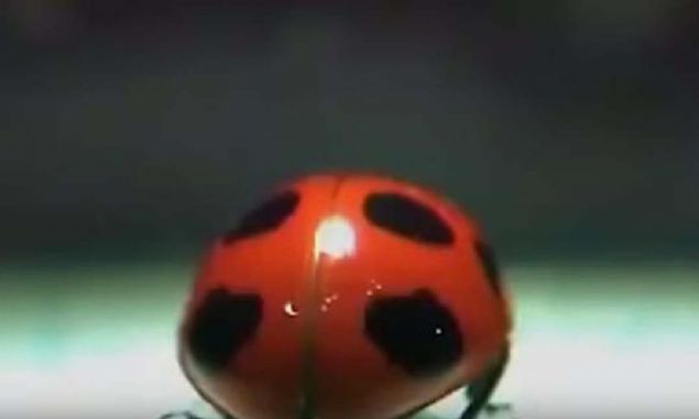 Proceedings of the National Academy of Sciences (PNAS) akademik dergisinde yaynlanan makalede, vcudundan ok daha geni olmasna ramen, uur bceinin kanatlarnn alp kapandnda 'mkemmel bir uyum' iinde canlnn vcudunu sardna dikkat ekildi.   