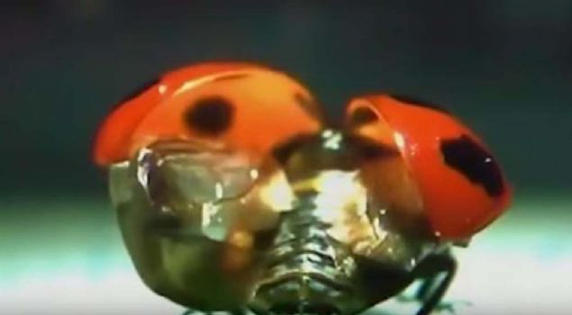 Hemen her gn etrafmzda grebildiimiz uur bcekleri yle bir mucizeyi zerlerinde tayormu ki...     