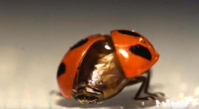 Bilim insanlar, bcein kanat yapsnn robotlar, uydu antenleri, mikroskobik tbbi cihazlar hatta emsiyenin kapanma mekanizmasnn gelitirilmesine ilham olabilecein sonucuna vard.   