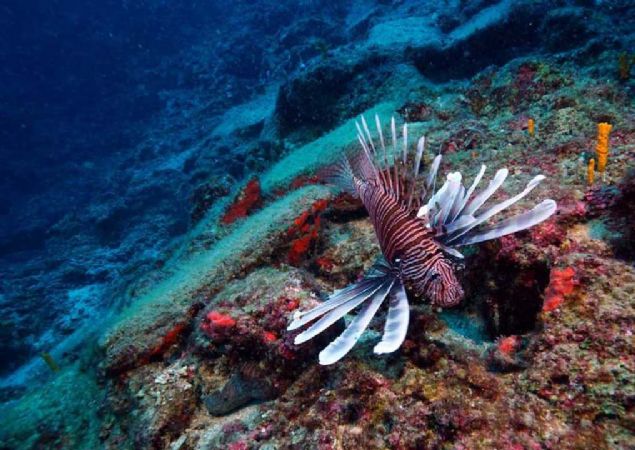 Birlemi Milletler Eitim, Bilim ve Kltr rgtnn (UNESCO) Fransa'nn bakenti Paris'teki genel merkezinde dzenlenen konferansta, Trkiye'de bulunan dnyann en eski gemi bat tantld. 