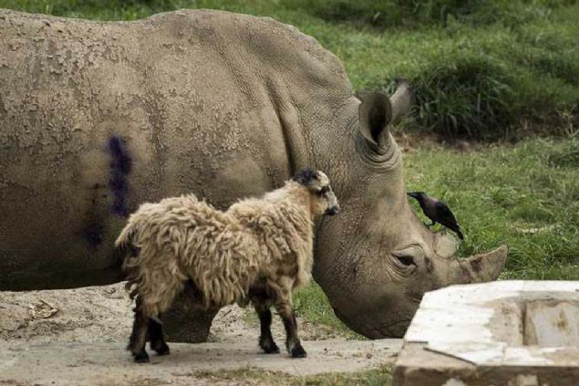 kili birlikte dolayor, yemeklerini yiyor, uyuyor.  