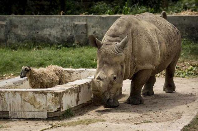 Hayvanat bahesine Gney Afrika'dan 2011 ylnda getirilen gergedan iftinden erkek olan 2013 ylnda hayatn kaybedince yalnz kalan dii gergedan, kendilerine ayrlan blmde o tarihten bu yana bir koyun ile yayor.  