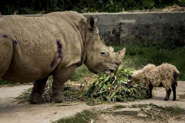 Banglade'in bakenti Dakka'daki hayvanat bahesi srad bir dostlua ev sahiplii yapyor. 
