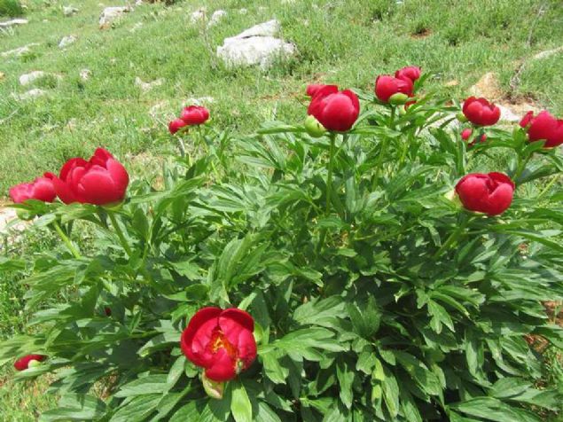 iekleri koparan ya da zarar verene 60 bin 163 TL para cezas veriliyor.  