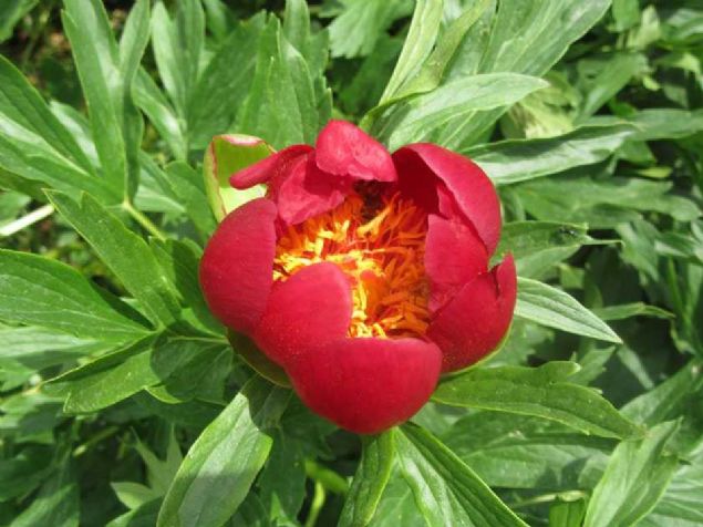 Blgeyi koruyup, gelitirmek istediklerini kaydeden Erol, '2016 ve 2017 yllarnda Doa Koruma ve Milli Parklar Blge Mdrlmz burann varln tespit ederek, 