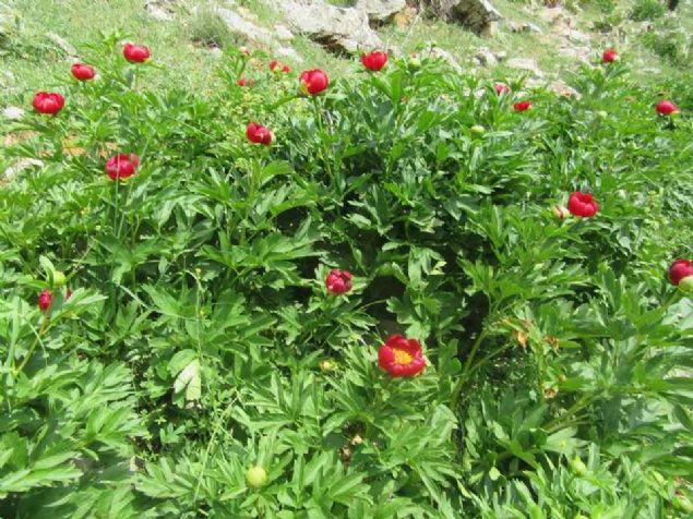 Doa Koruma ve Milli Parklar 5. Blge Mdrl ile Afyon Kocatepe niversitesi(AK), blgeye ieklerin korunmas iin zel koruma stats uyguluyor.  