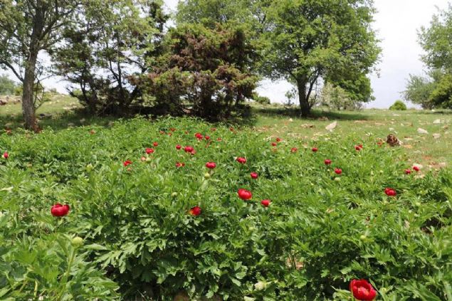 Latince ad 'Paeonia mascula' olan ay gllerinin oalmasn salamak iin kameralar ve fotokapanlar ile takip yaplyor. Koruma altndaki iei koparmak ya da zarar vermenin cezas ise 60 bin 163 TL.  