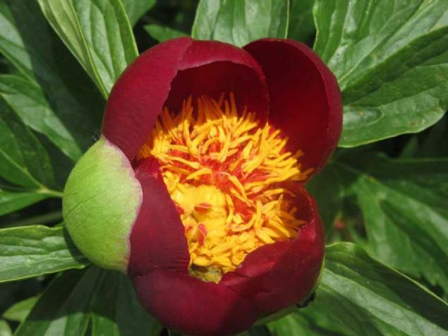 Ay gl iei, Sandkl'ya 8 kilometre mesafedeki Kisra Vadisi'nde, 2 blm halindeki yaklak 10 bin metrekare alanda her yl mays ve haziran aylarnda ayor. Kme halinde aan iekler, adeta grsel bir len sunuyor.  