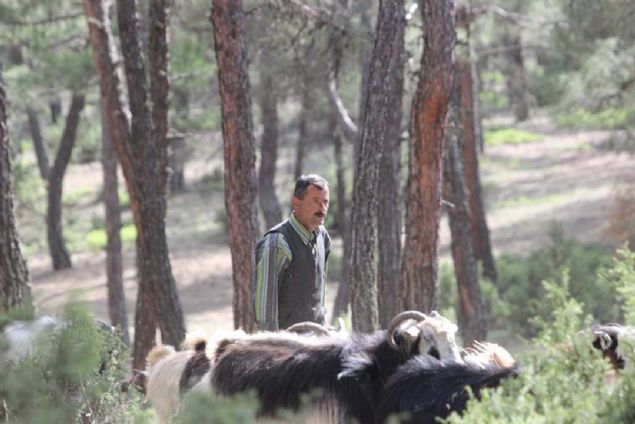 Geimlerini obanlk yaparak salayan ift sahip olduklar kei srsyle birlikte ormanlarn iinde kulbede obanlk yaparak hayat sryor. 