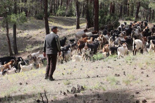 12 ay boyunca srekli ormanda yayorum. Yaptm i meakkatli ama ekmek davas iin buna katlanmak zorundaym. Benim kei srm var, hayvanlarmn stn eimle birlikte sap eekle kye gtrp stye satyorum...  